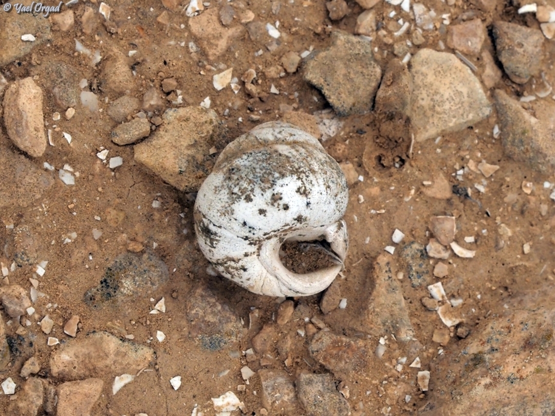 Sphincterochila zonata  Geotagged,Israel,Sphincterochila zonata,Winter