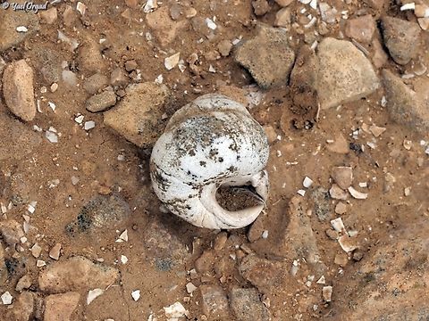 Sphincterochila zonata  Geotagged,Israel,Sphincterochila zonata,Winter