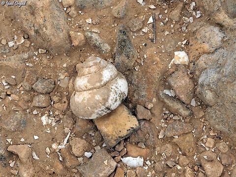 Sphincterochila zonata  Geotagged,Israel,Sphincterochila zonata,Winter