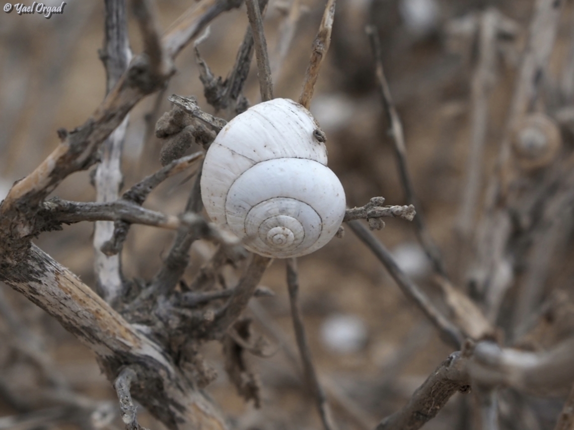 Sphincterochila prophetarum  Geotagged,Israel,Sphincterochila prophetarum,Winter