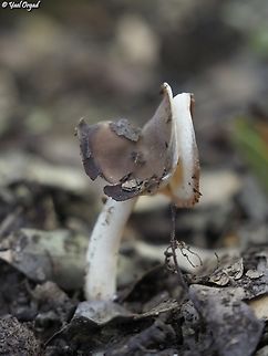 Helvella ephippium in hebrew its name is something like "saddle", because of the saddle shape.  Geotagged,Helvella ephippium,Israel,Winter