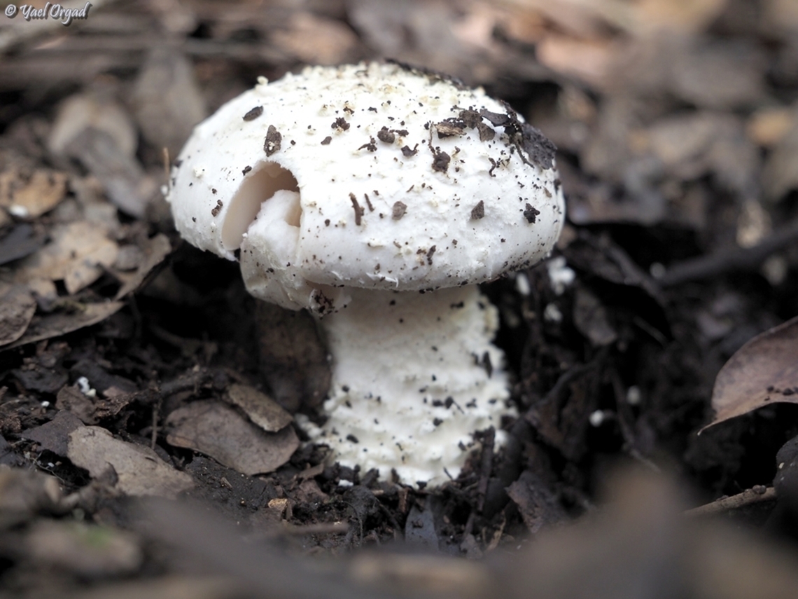 Amanita echinocephala  Amanita echinocephala,Geotagged,Israel,Winter