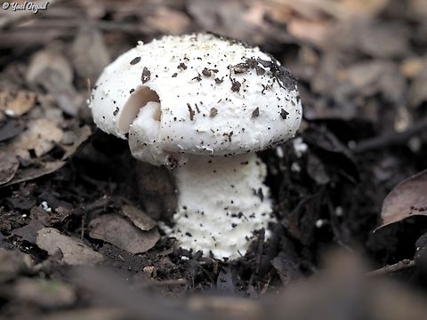 Amanita echinocephala  Amanita echinocephala,Geotagged,Israel,Winter