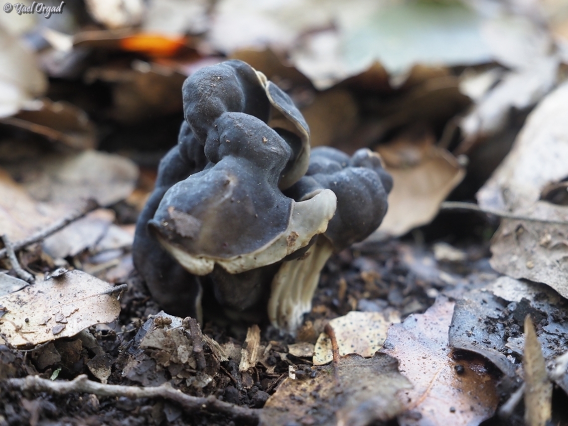 Helvella lacunosa  Geotagged,Helvella lacunosa,Israel,Slate grey saddle,Winter