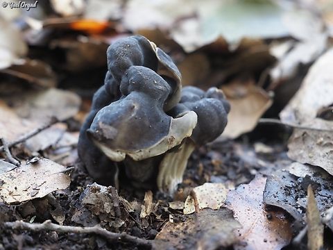 Helvella lacunosa  Geotagged,Helvella lacunosa,Israel,Slate grey saddle,Winter