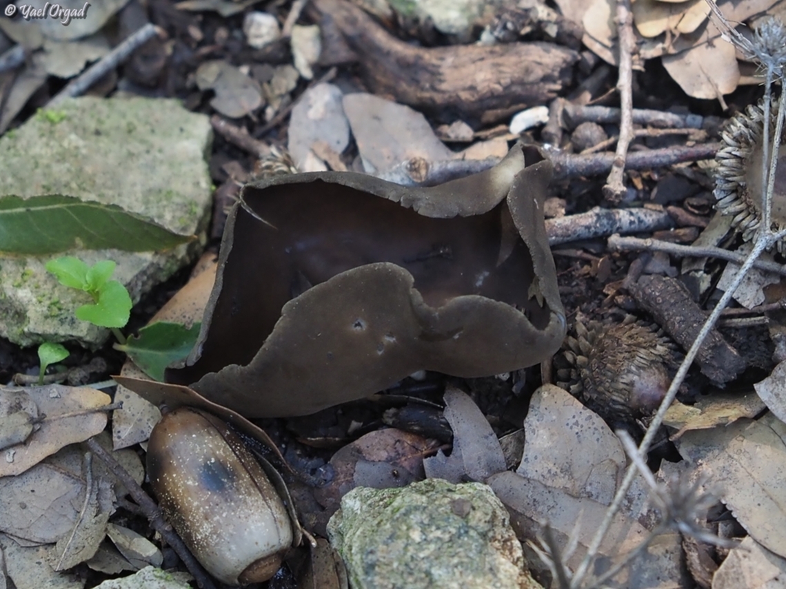 Dissingia leucomelaena  Dissingia leucomelaena,Geotagged,Israel,Winter