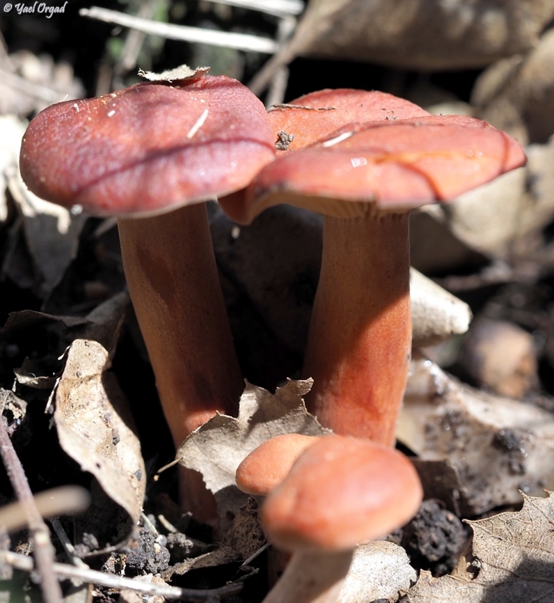 Lactarius atlanticus such beautiful red color! Geotagged,Israel,Lactarius atlanticus,Winter
