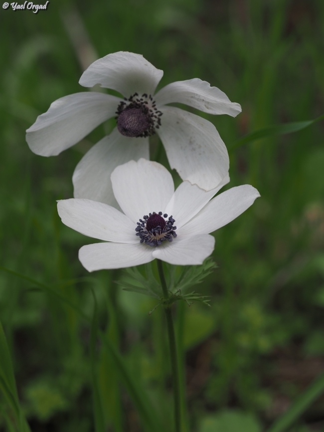 Anemone coronaria  Anemone coronaria,Geotagged,Israel,Poppy anemone,Winter