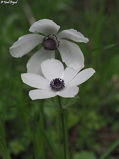 Anemone coronaria  Anemone coronaria,Geotagged,Israel,Poppy anemone,Winter