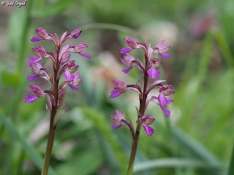 Anacamptis papilionacea  Anacamptis papilionacea,Geotagged,Israel,Pink-butterfly Orchid,Winter