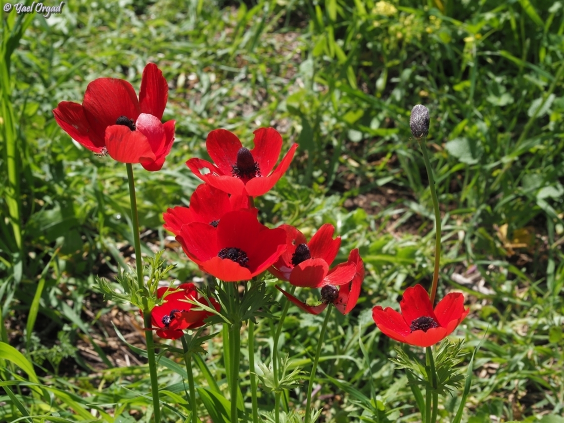 Anemone coronaria  Anemone coronaria,Geotagged,Israel,Poppy anemone,Winter