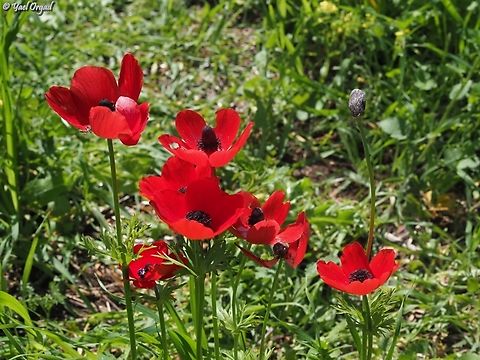 Anemone coronaria  Anemone coronaria,Geotagged,Israel,Poppy anemone,Winter