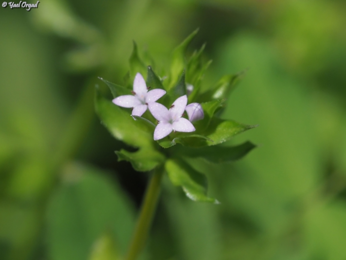 Sherardia arvensis  Blue field-madder,Geotagged,Israel,Sherardia arvensis,Winter