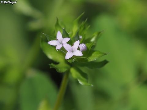 Sherardia arvensis  Blue field-madder,Geotagged,Israel,Sherardia arvensis,Winter