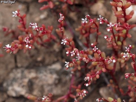 Sedum microcarpum  Geotagged,Israel,Sedum microcarpum,Small-Fruited Stonecrop,Winter