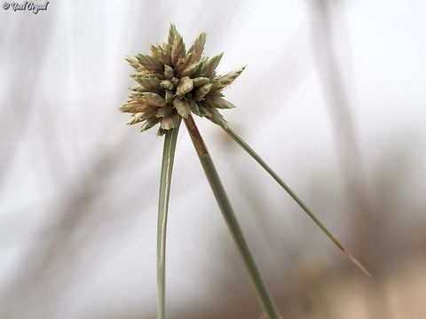 Cyperus capitatus  Cyperus capitatus,Geotagged,Israel,Winter