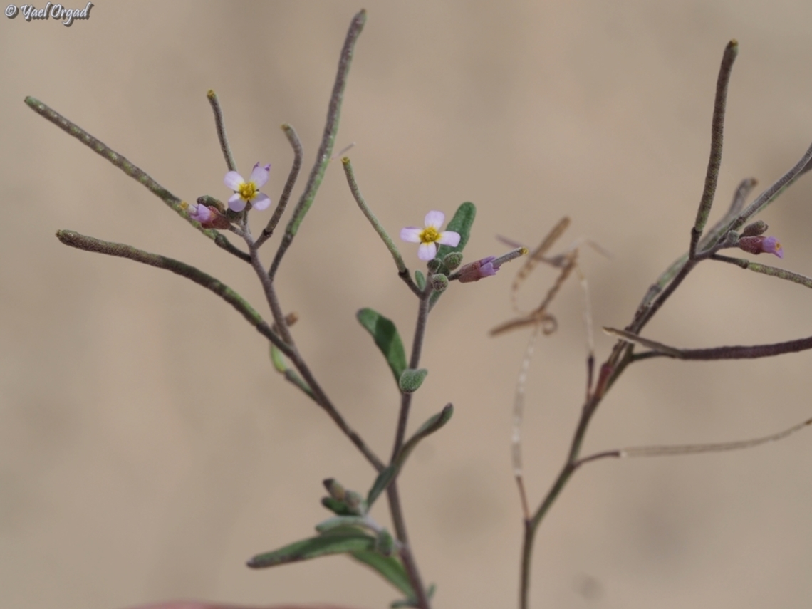 Maresia nana  Dwarf Stock,Geotagged,Israel,Maresia nana,Winter