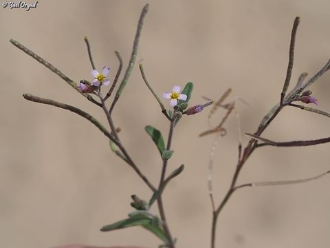 Maresia nana  Dwarf Stock,Geotagged,Israel,Maresia nana,Winter