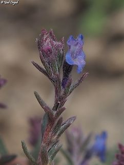 Echiochilon fruticosum  Echiochilon fruticosum,Geotagged,Israel,Winter