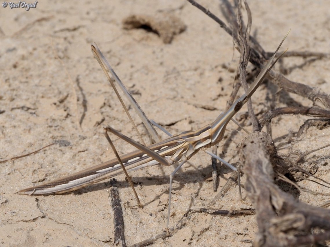 Acrida bicolor  Acrida bicolor,Geotagged,Israel,Winter