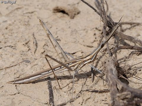 Acrida bicolor  Acrida bicolor,Geotagged,Israel,Winter