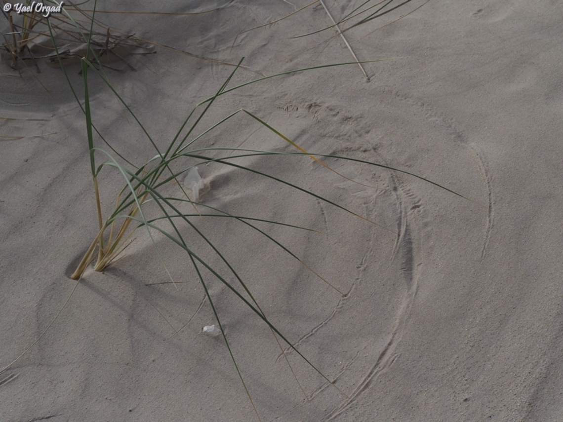 Ammophila arenaria I love the way it draws circles in the sand Ammophila arenaria,European marram grass,Geotagged,Israel,Winter