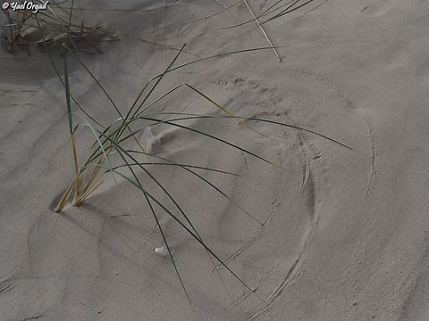 Ammophila arenaria I love the way it draws circles in the sand Ammophila arenaria,European marram grass,Geotagged,Israel,Winter