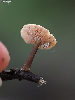 Polyporus arcularius  Geotagged,Israel,Polyporus arcularius,Spring Polypore,Winter