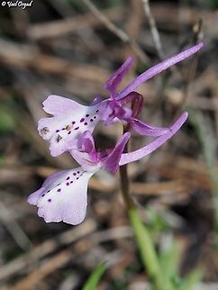 Orchis anatolica  Anatolian Orchid,Geotagged,Israel,Orchis anatolica,Winter