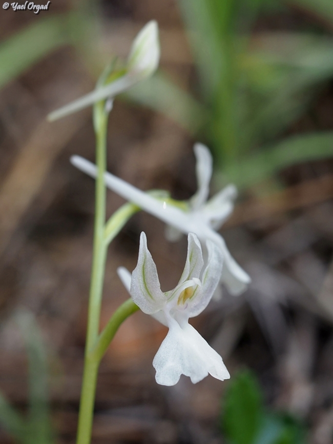 Albino Orchis anatolica  Anatolian Orchid,Geotagged,Israel,Orchis anatolica,Winter