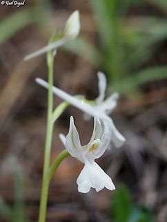 Albino Orchis anatolica  Anatolian Orchid,Geotagged,Israel,Orchis anatolica,Winter