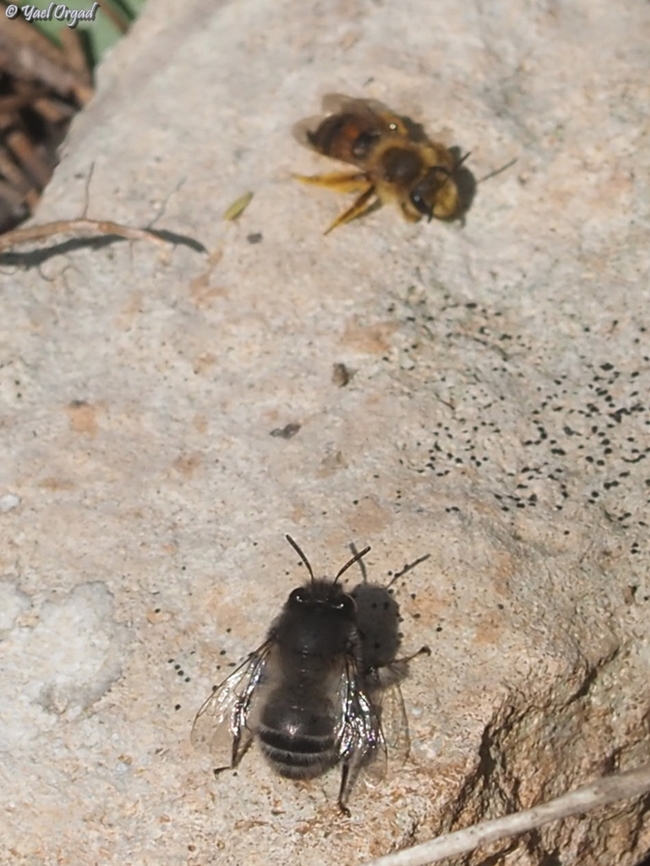 Anthophora nigriceps and Andrena the large grey bee is Anthophora nigriceps<br />
the small brown one is an Andrena sp.  Anthophora nigriceps,Geotagged,Israel,Winter