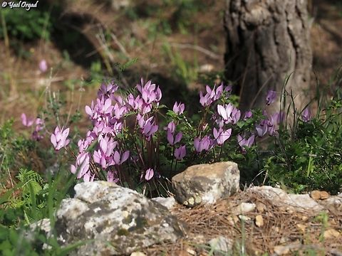 Cyclamen persicum  Cyclamen persicum,Geotagged,Israel,Persian cyclamen,Winter