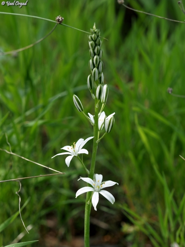Ornithogalum narbonense  Geotagged,Israel,Narbonne Star-of-Bethlehem,Ornithogalum narbonense,Winter
