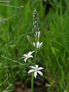 Ornithogalum narbonense  Geotagged,Israel,Narbonne Star-of-Bethlehem,Ornithogalum narbonense,Winter