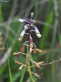 Bellevalia trifoliata  Bellevalia trifoliata,Geotagged,Israel,Three-Leaved Hyacinth,Winter
