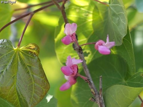 Cercis siliquastrum  Cercis siliquastrum,Geotagged,Israel,Judas tree,Winter