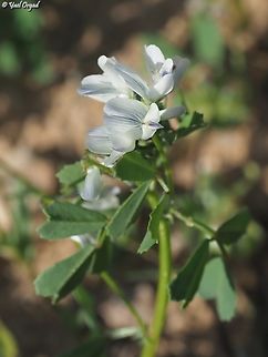 Trigonella arabica  Geotagged,Israel,Trigonella arabica,Winter