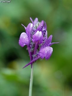 Linaria joppensis  Geotagged,Israel,Jaffa Toadflax,Linaria joppensis,Winter