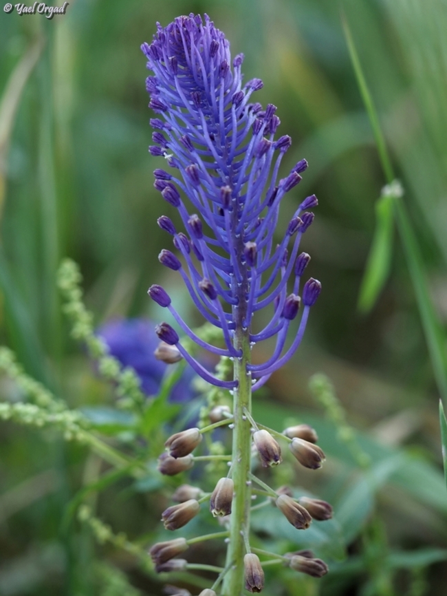 Muscari comosum  Geotagged,Israel,Muscari comosum,Tassel grape hyacinth,Winter
