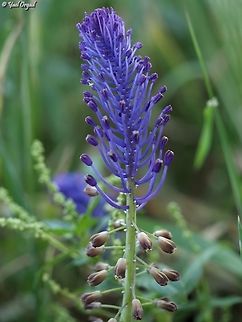 Muscari comosum  Geotagged,Israel,Muscari comosum,Tassel grape hyacinth,Winter