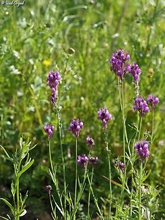 Linaria joppensis  Geotagged,Israel,Jaffa Toadflax,Linaria joppensis,Winter