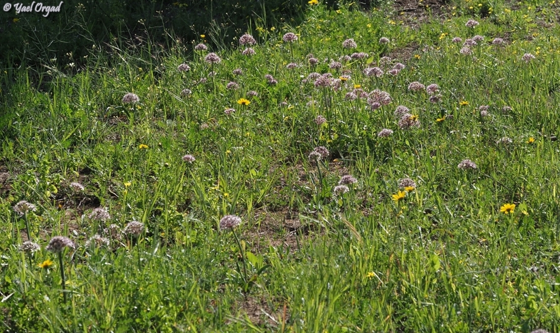 Allium tel-avivense  Allium tel-avivense