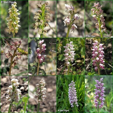 Orchis galilea collage a selections of colors of Orchis galilea, this year in the Carmel Galilee Orchid,Geotagged,Israel,Orchis galilaea,Winter