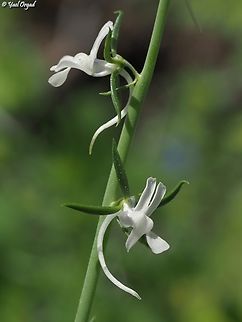 Linaria chalepensis  Geotagged,Israel,Linaria chalepensis,Mediterranean Toadflax,Winter