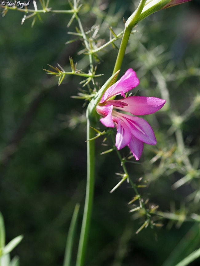 Gladiolus italicus  Geotagged,Gladiolus italicus,Israel,Italian Gladiolus,Winter