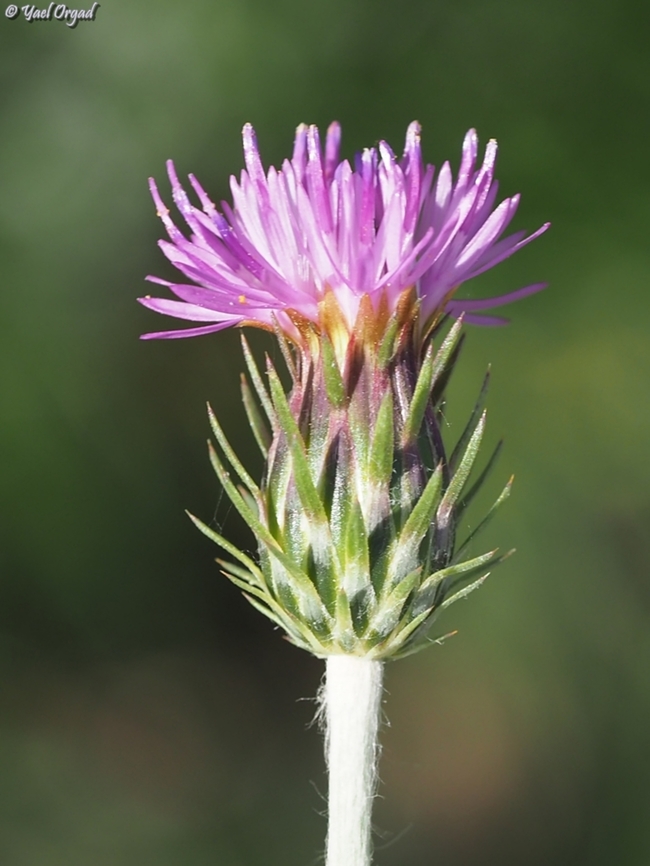 Carduus argentatus  Carduus argentatus,Geotagged,Israel,Silver thistle,Winter