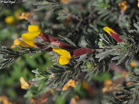 Cytisopsis pseudocytisus  Cytisopsis pseudocytisus,Geotagged,Israel,Winter
