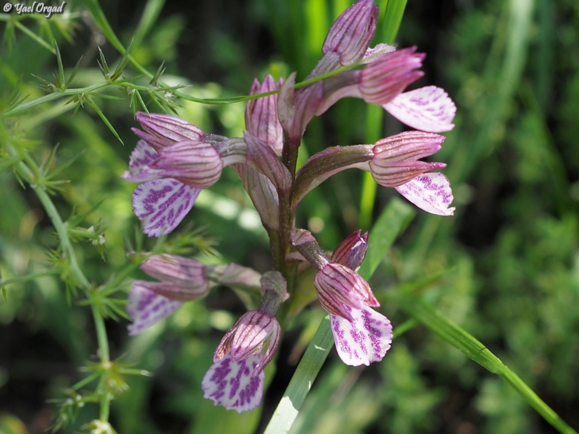 Anacamptis papilionacea ssp. palaestina  Anacamptis papilionacea,Geotagged,Israel,Pink-butterfly Orchid,Winter