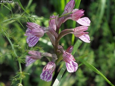 Anacamptis papilionacea ssp. palaestina  Anacamptis papilionacea,Geotagged,Israel,Pink-butterfly Orchid,Winter